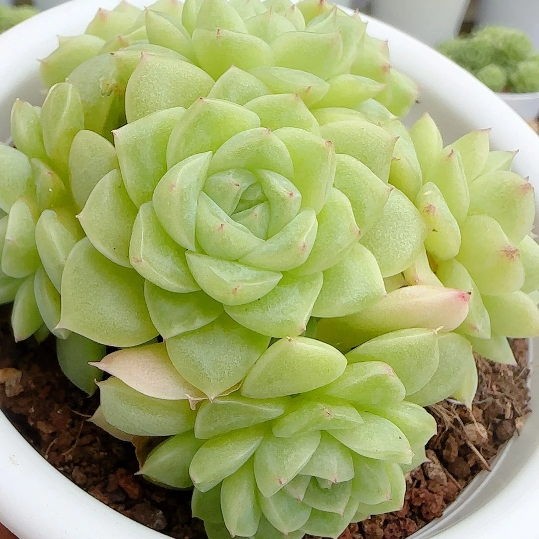 【闪购商品】0819-7优选麦杆