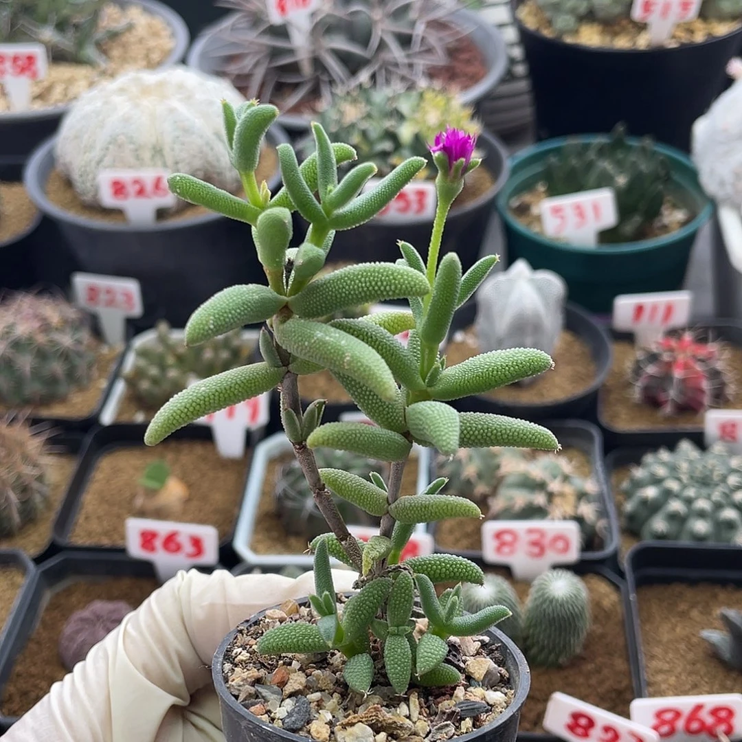 老桩紫花玉米仙人球