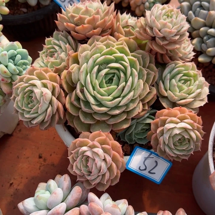 52昂斯诺平平安安健健康康