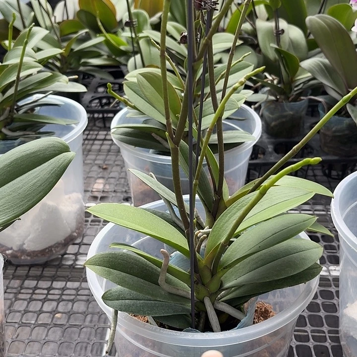 完全开放新品小叶巴掌叶1颗高品质