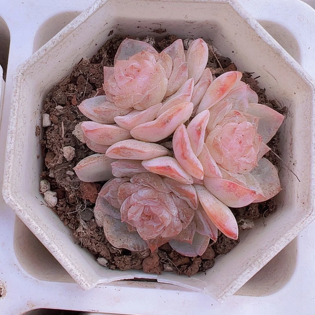 方糖群19包邮多肉