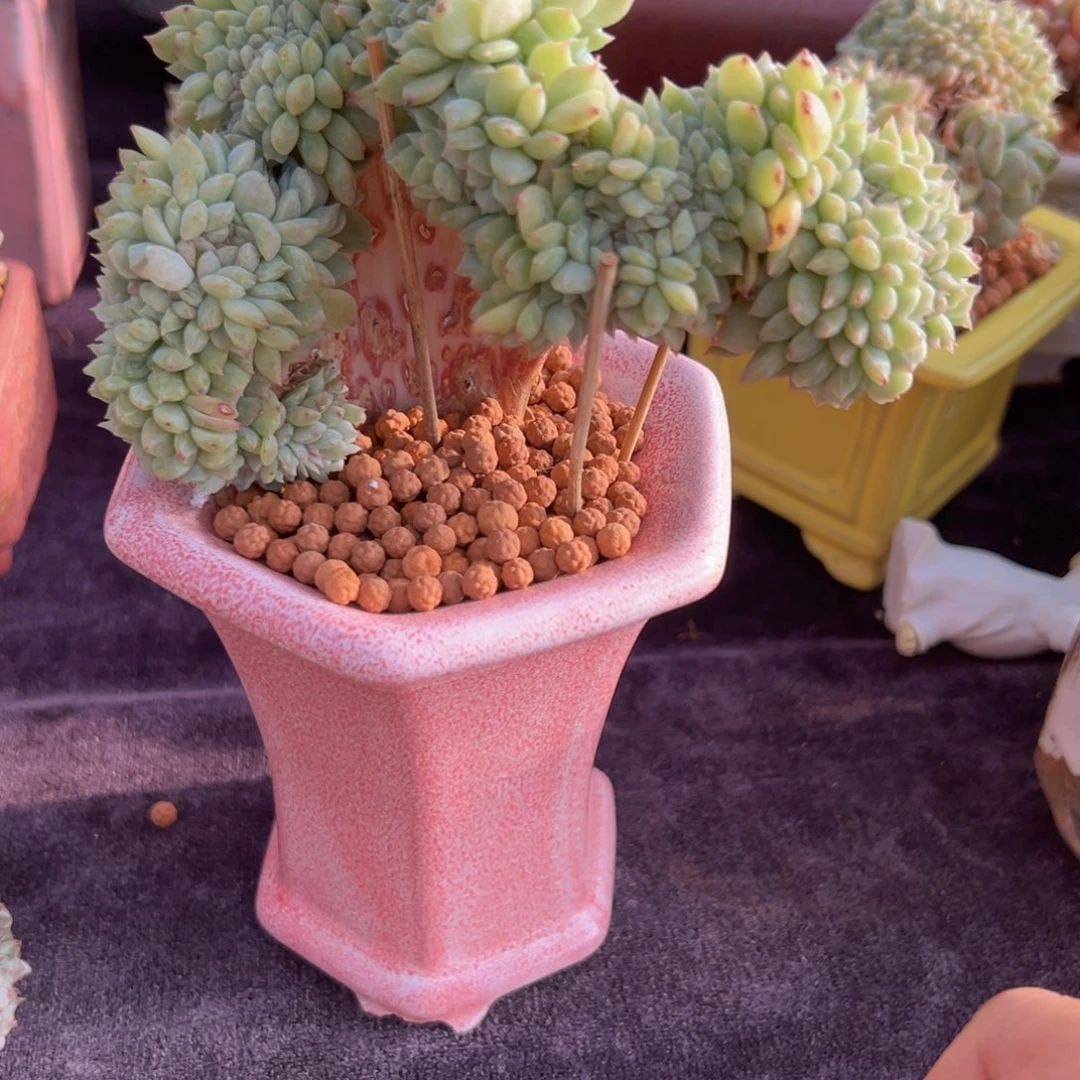 新年快乐啊宝宝们888888888