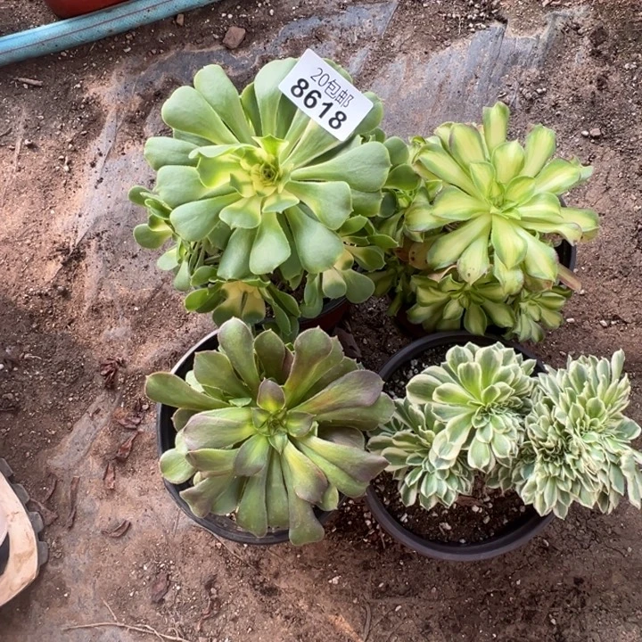 多肉植物8618种植物