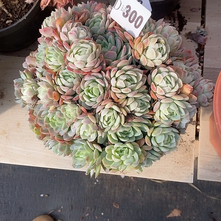 小***抠300冰梅多肉植物多肉
