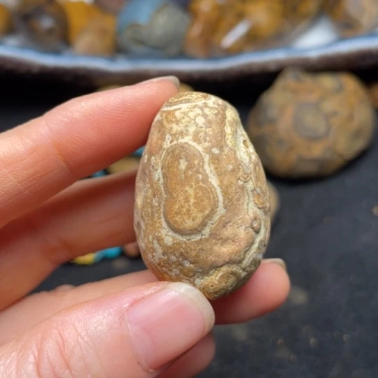 石材纯天然九眼页岩钱币石147