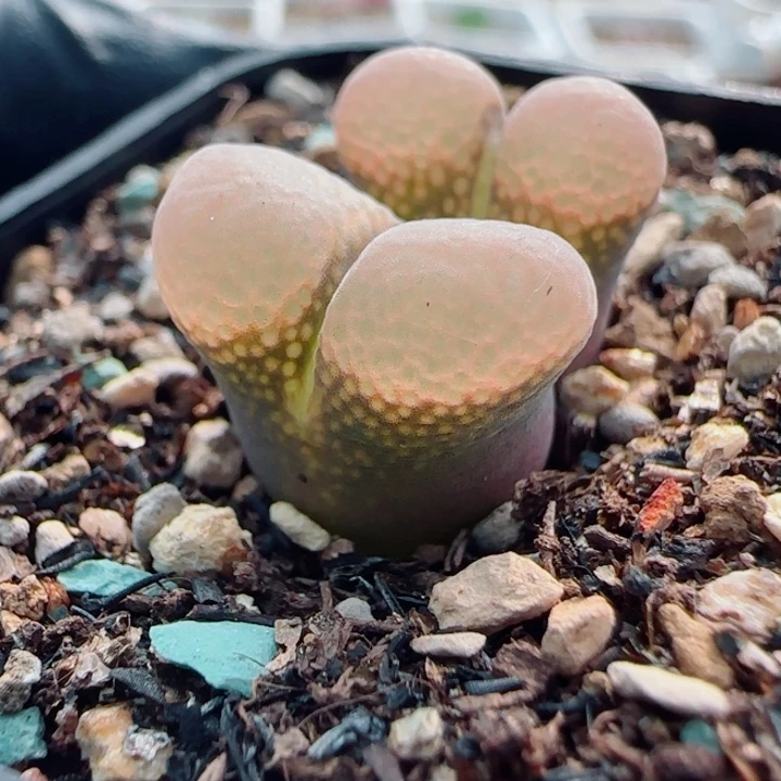 多肉植物紫黑腿白窗33号