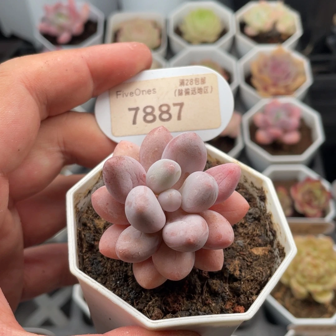 粉色恋人7887-4.5厘米