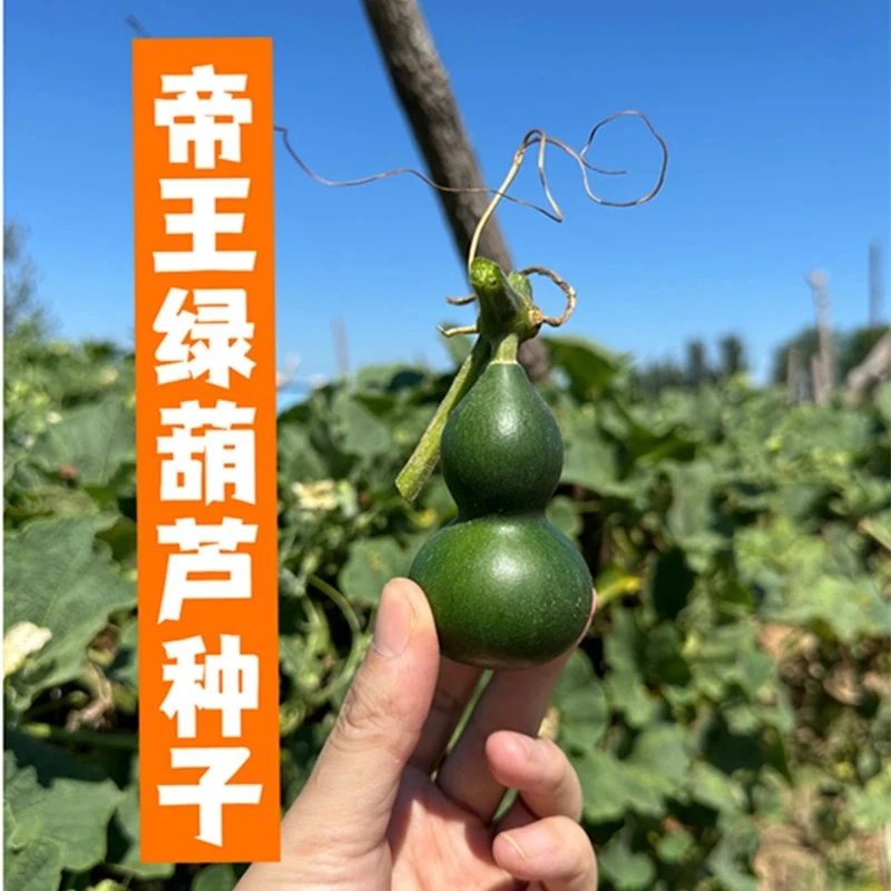 新品种墨绿葫芦种子翠绿葫芦翡翠手捻葫芦帝王绿葫芦种子文玩