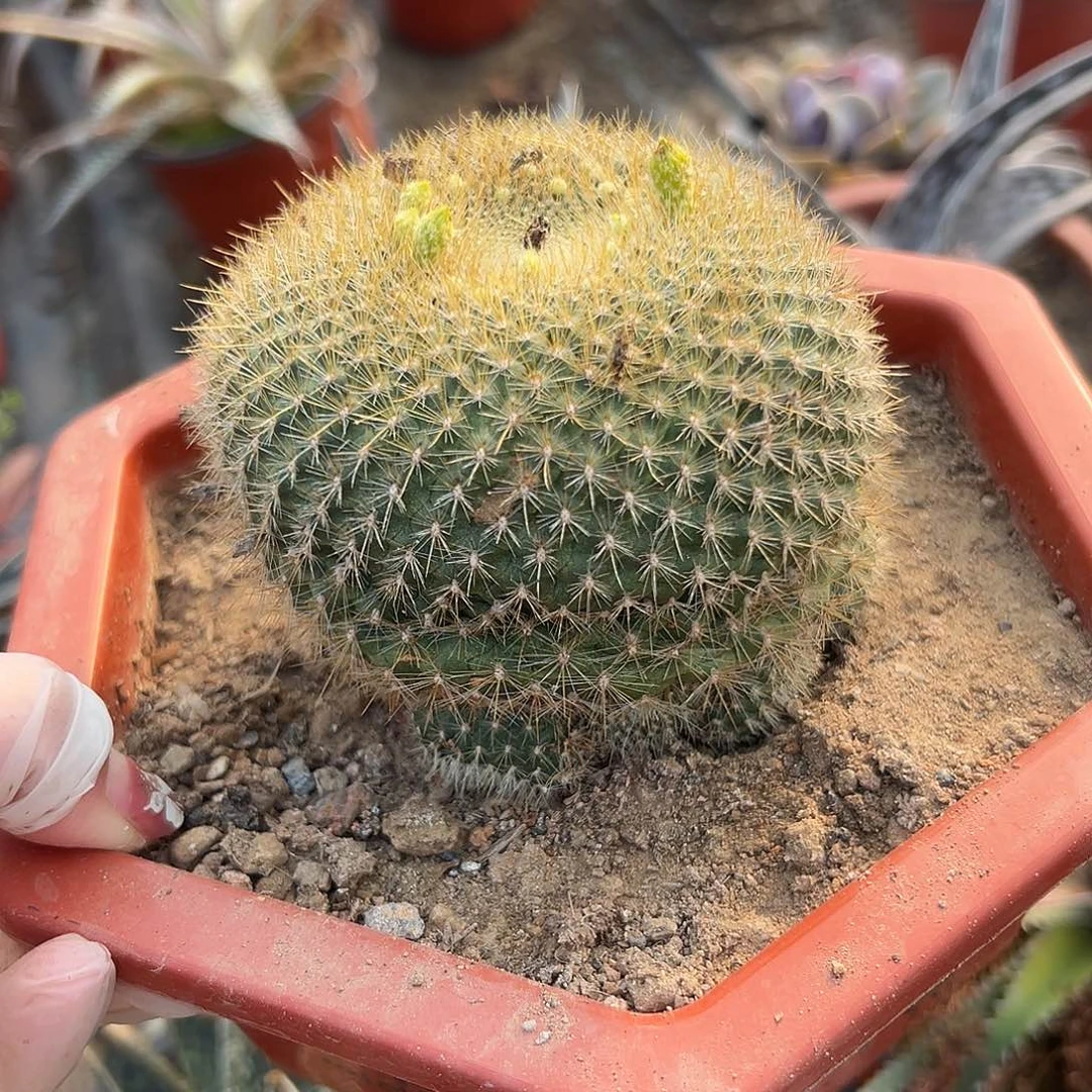 多肉植物绿三光群