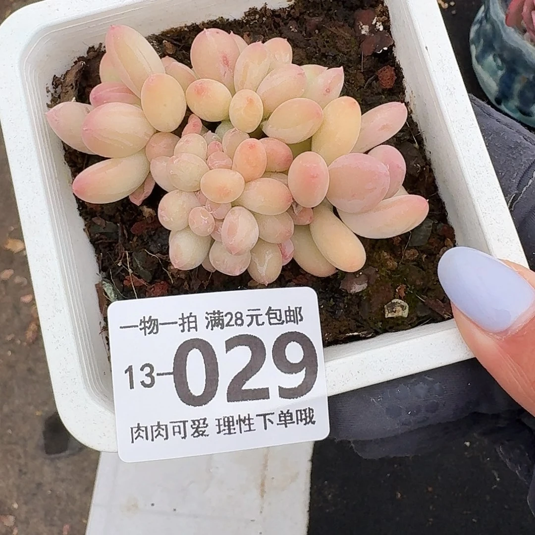 三日月美人缀无盆无发货