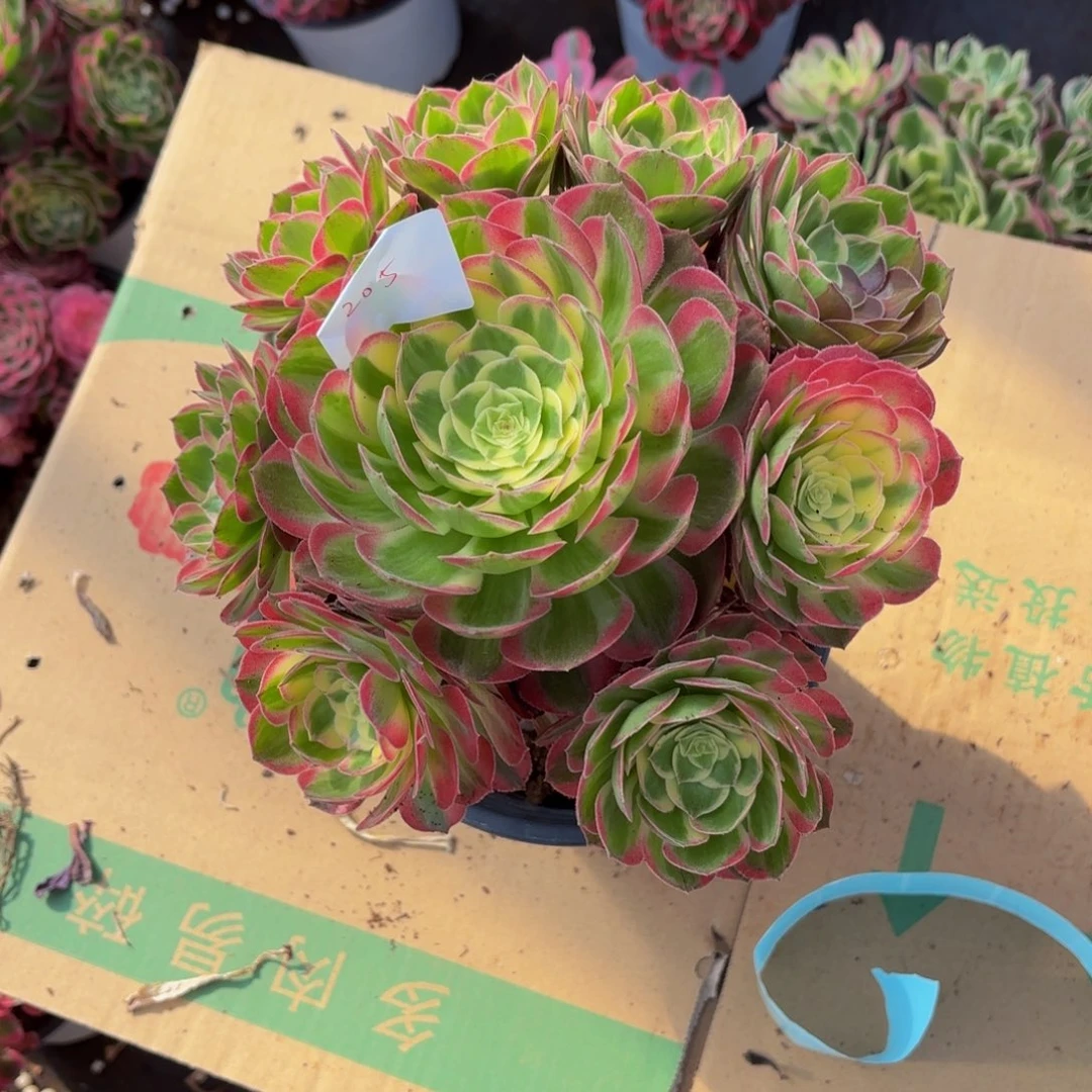 云南海仙法师多肉205