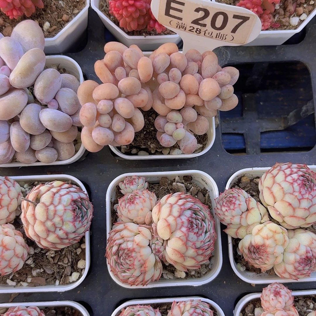 E207桃花奶一物一拍