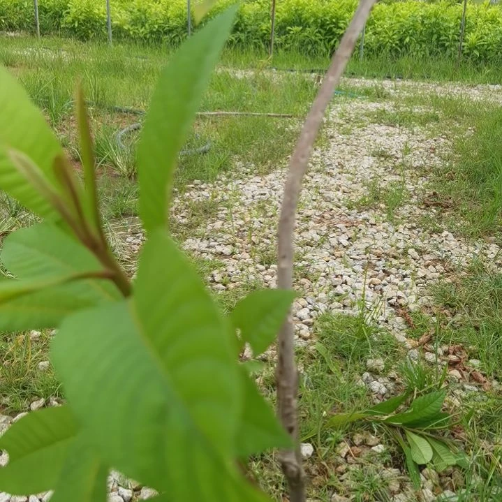 用***7当前无花栽培后可以开花