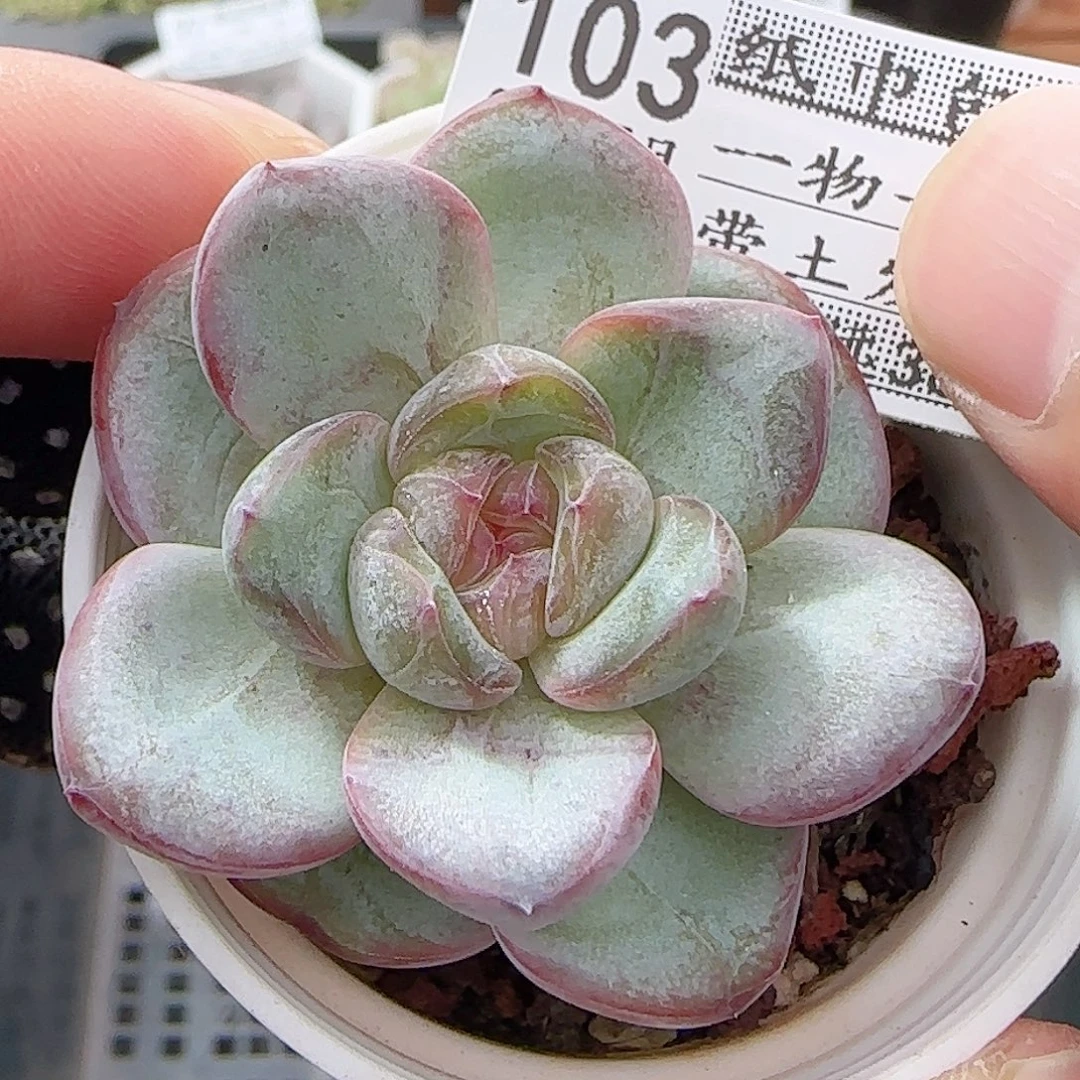多肉0917--103星星珍妮