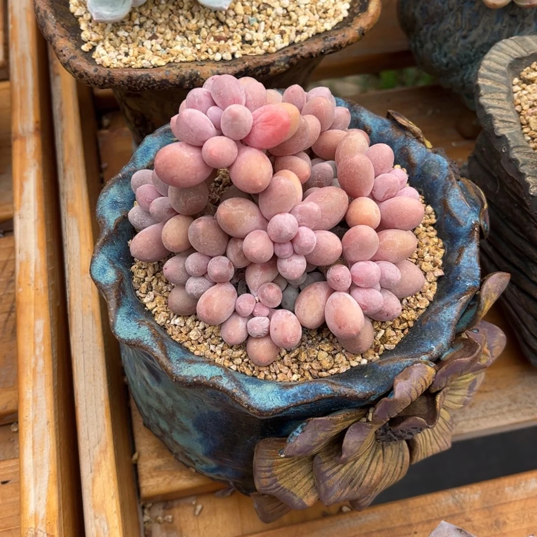 汤圆自然群精品多肉