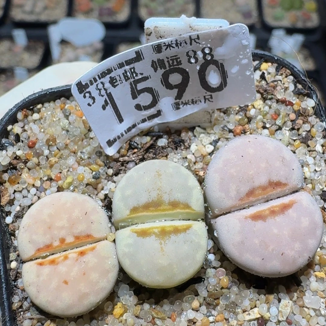 zzzz精品生石花1590