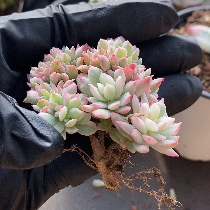 火焰杯缀锦多肉植物