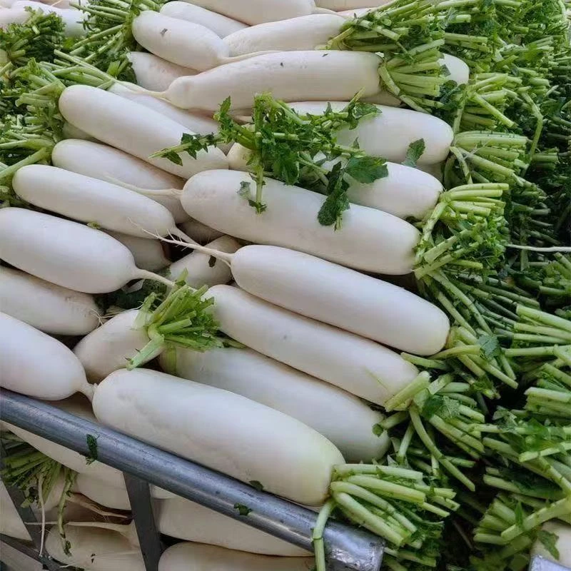 白萝卜沙窝萝卜阿达家菜