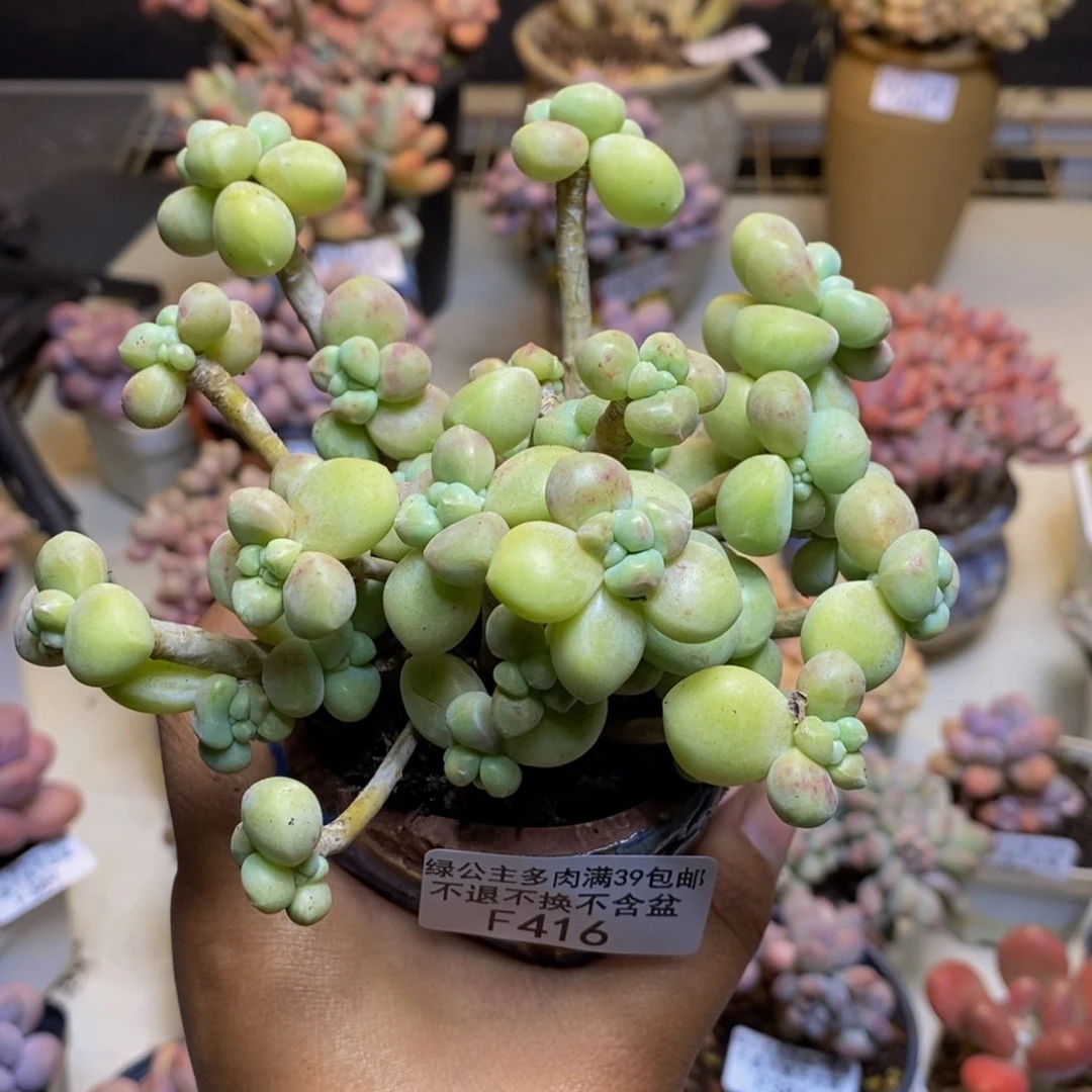 416小奶糕多肉有断枝