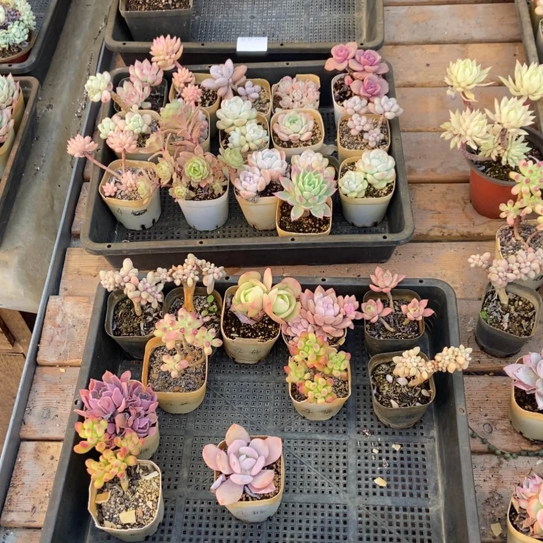 1085号花11个 栖木西