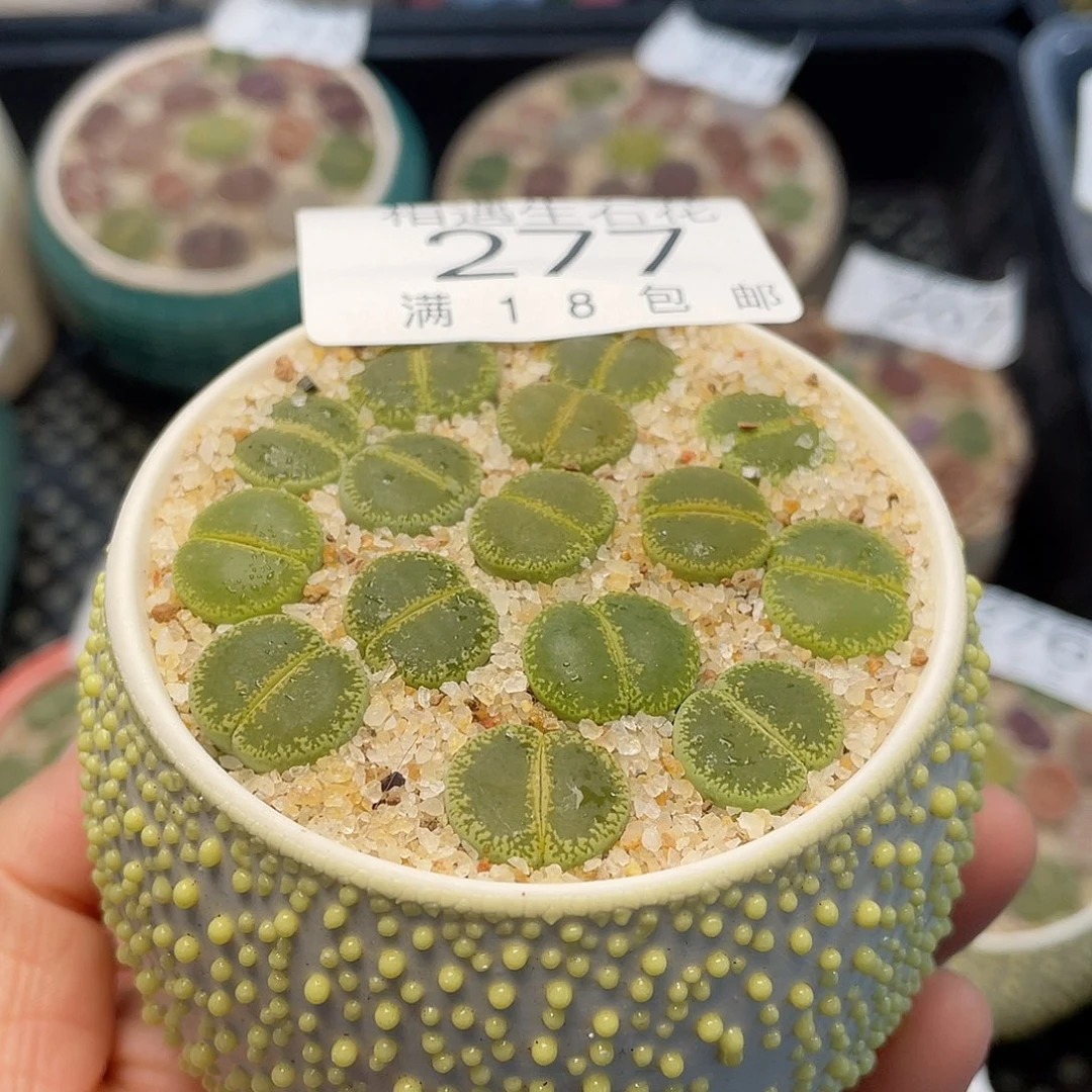 相遇开播福利277