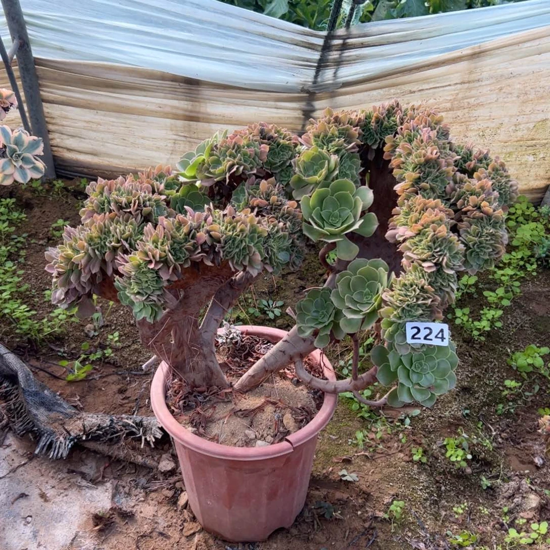 微瑕疵玫瑰缀224官府47厘米