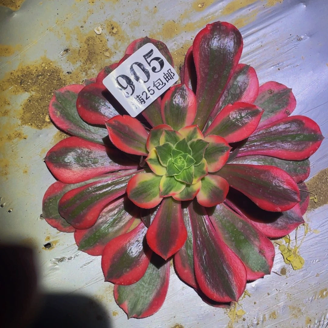 女妖多肉植物多肉植物905