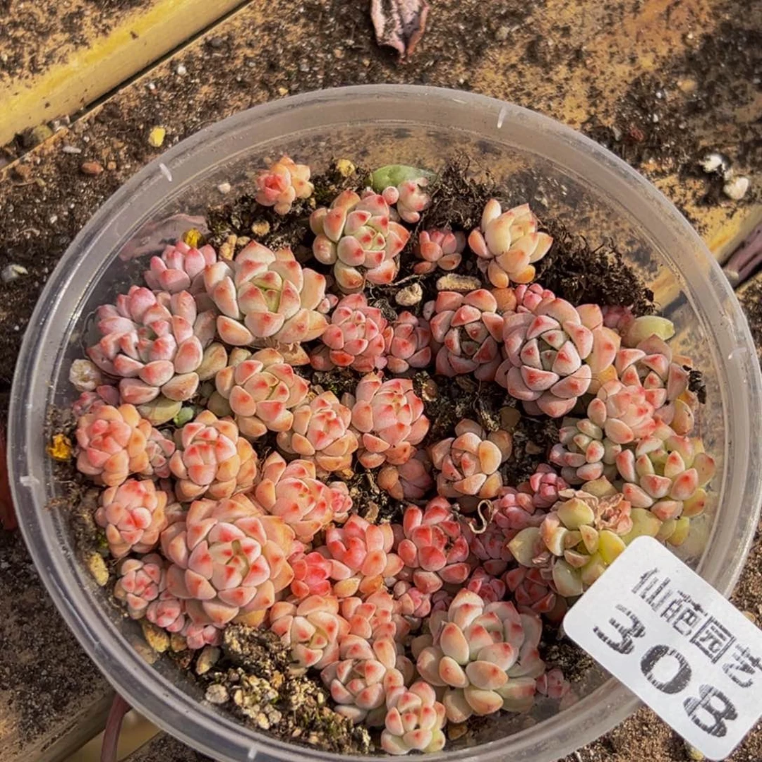 308大热天的一天从早上