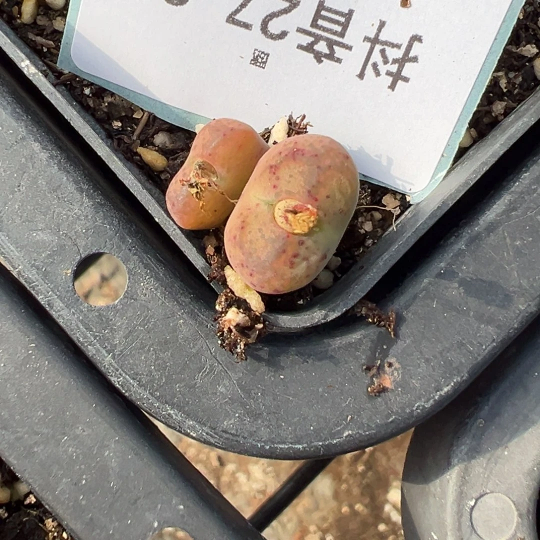 27-25肉锥多肉植物