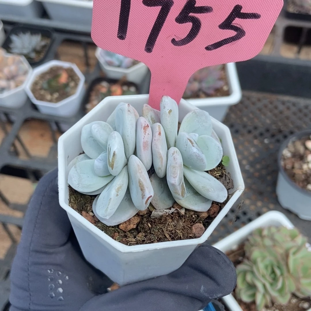 1755雪莲多肉植物保护