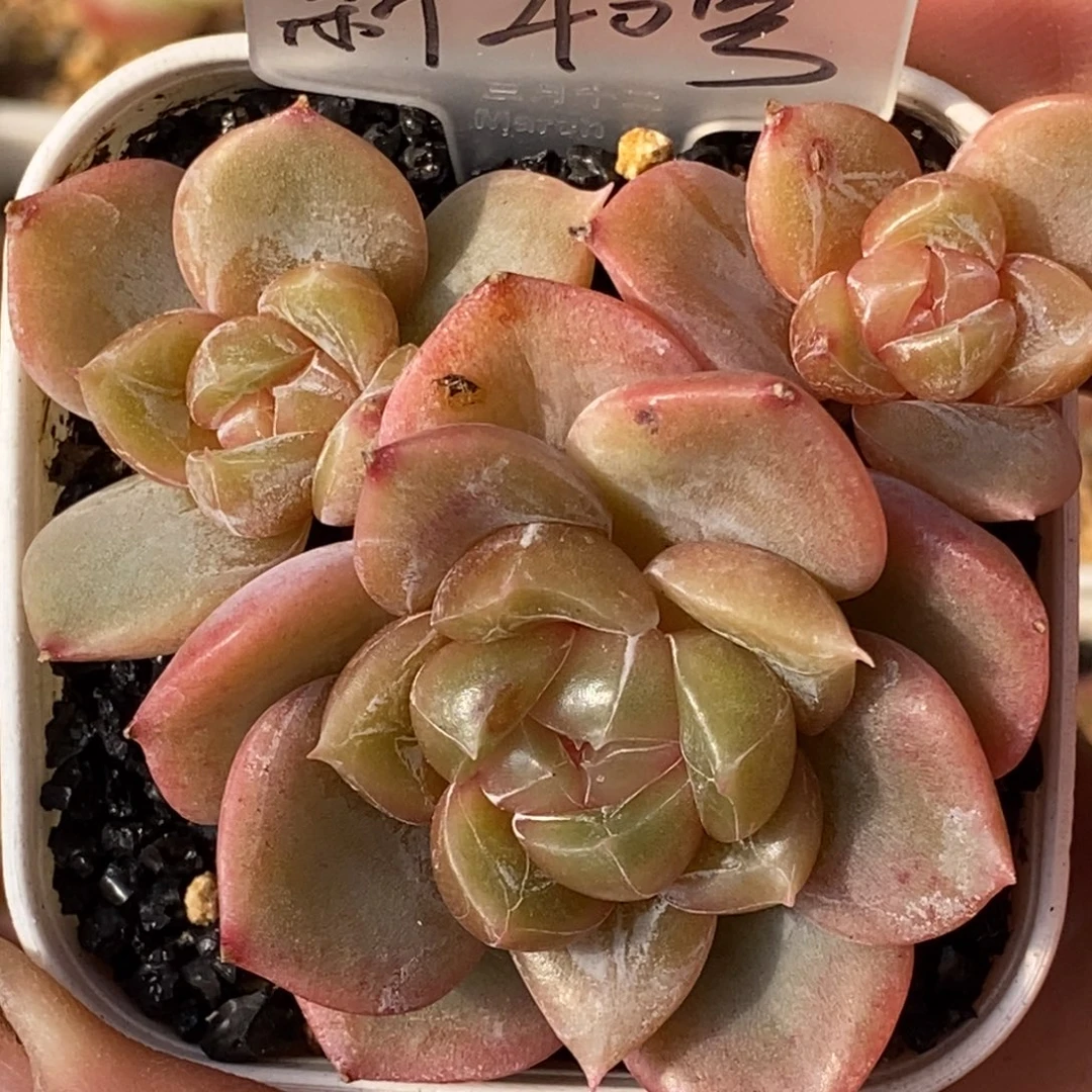 天官赐福百无禁忌