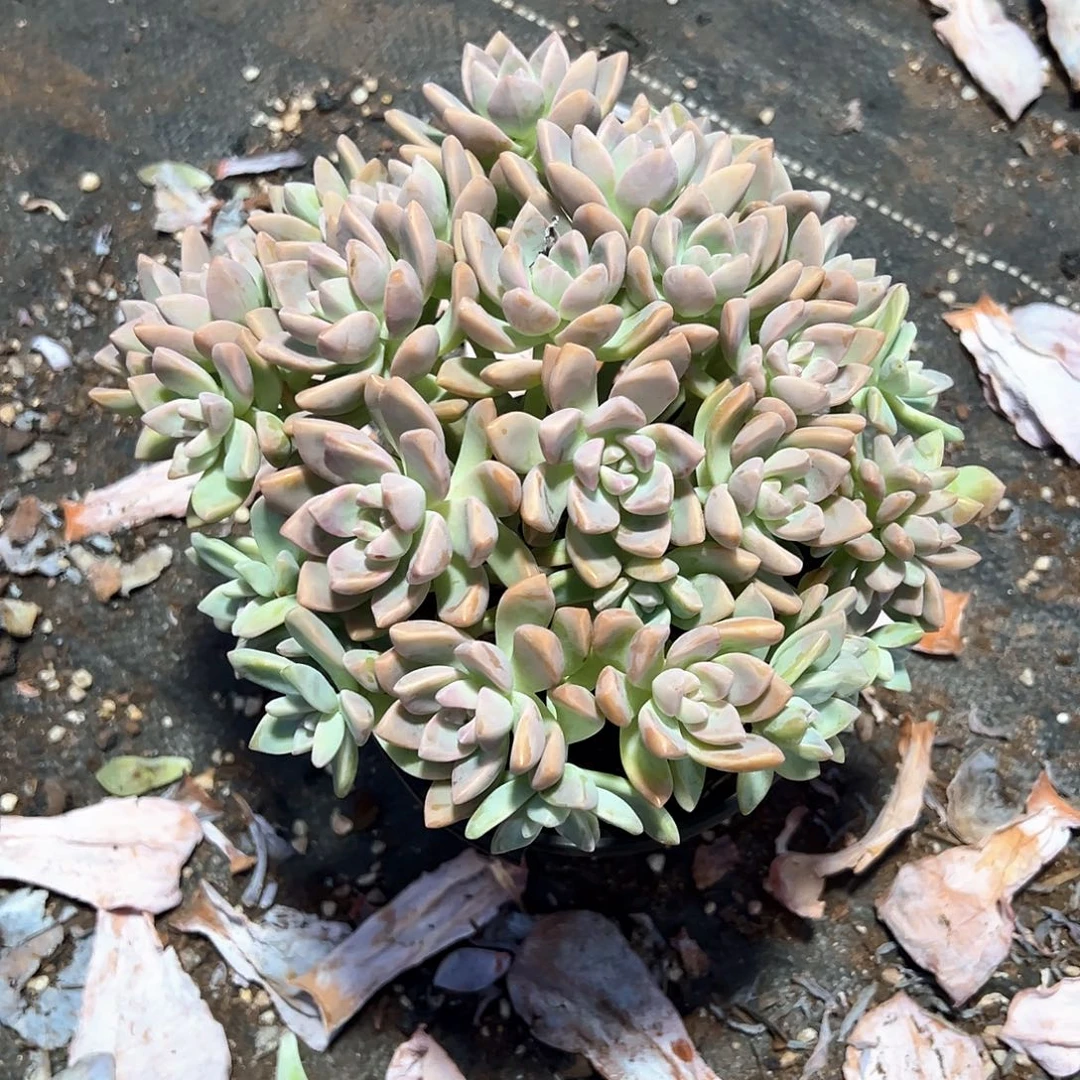 有***好多肉植物一物一拍