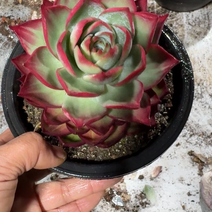 3号惊鸿仙子红红火火