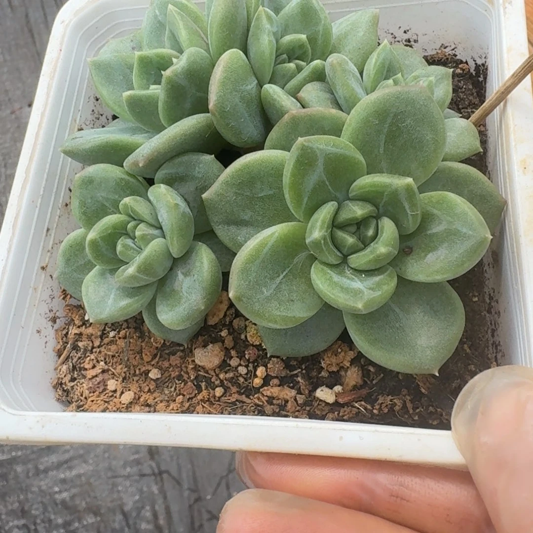 暗纹美人杂交宽叶