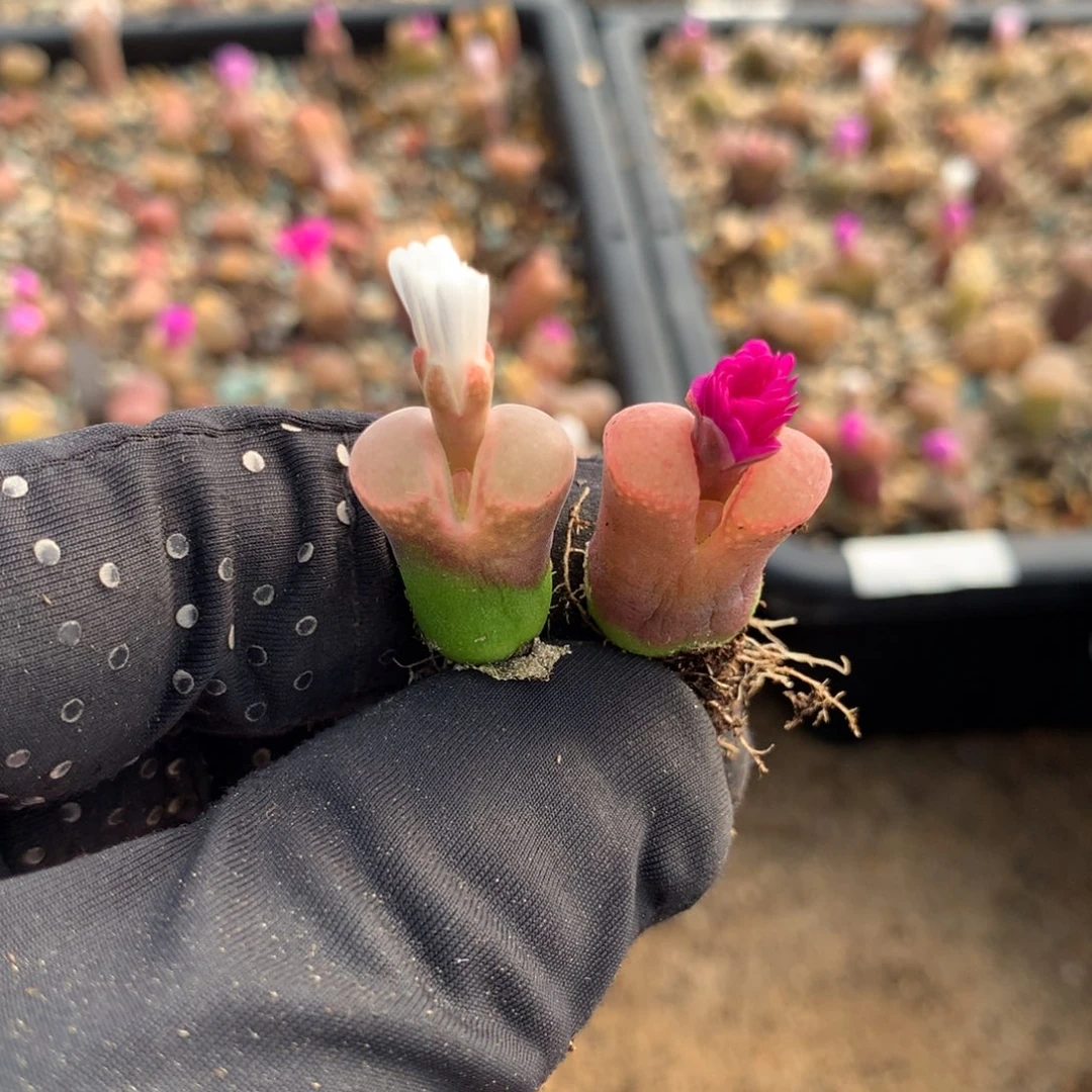 950温巴德c10母本