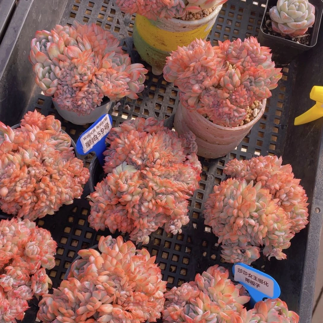 量拍59号 莎莎女王缀化带板子一个