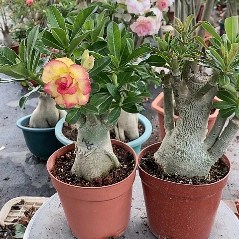 【闪购商品】无花朵自*S绿植