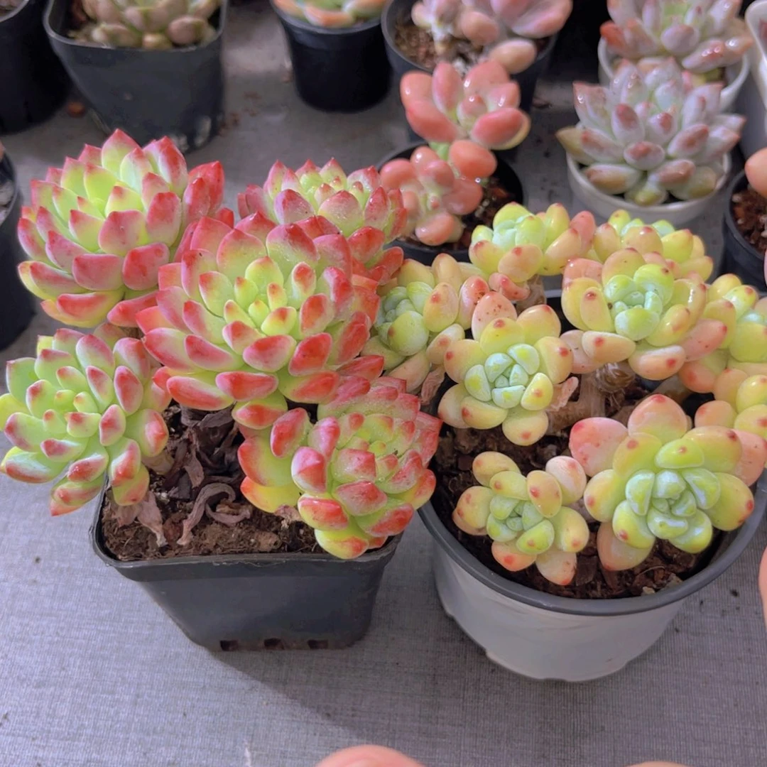 蓝苹果。 罗琦1111111111