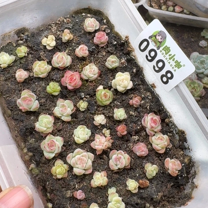 多肉植物多肉植物