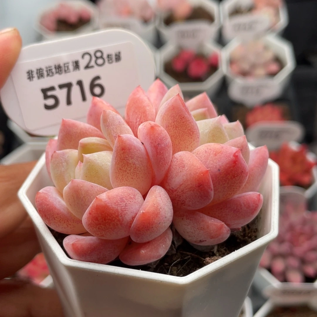 心心糖5716-6.0厘米