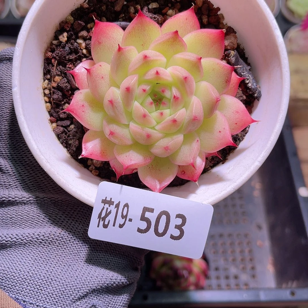 花19-503海王单头