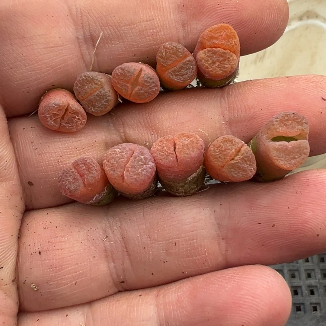 量拍德系大型红风铃一颗