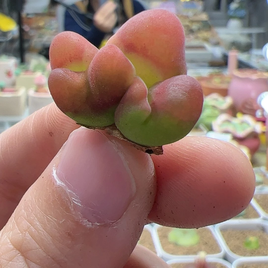 【闪购商品】135 水蜜桃缀