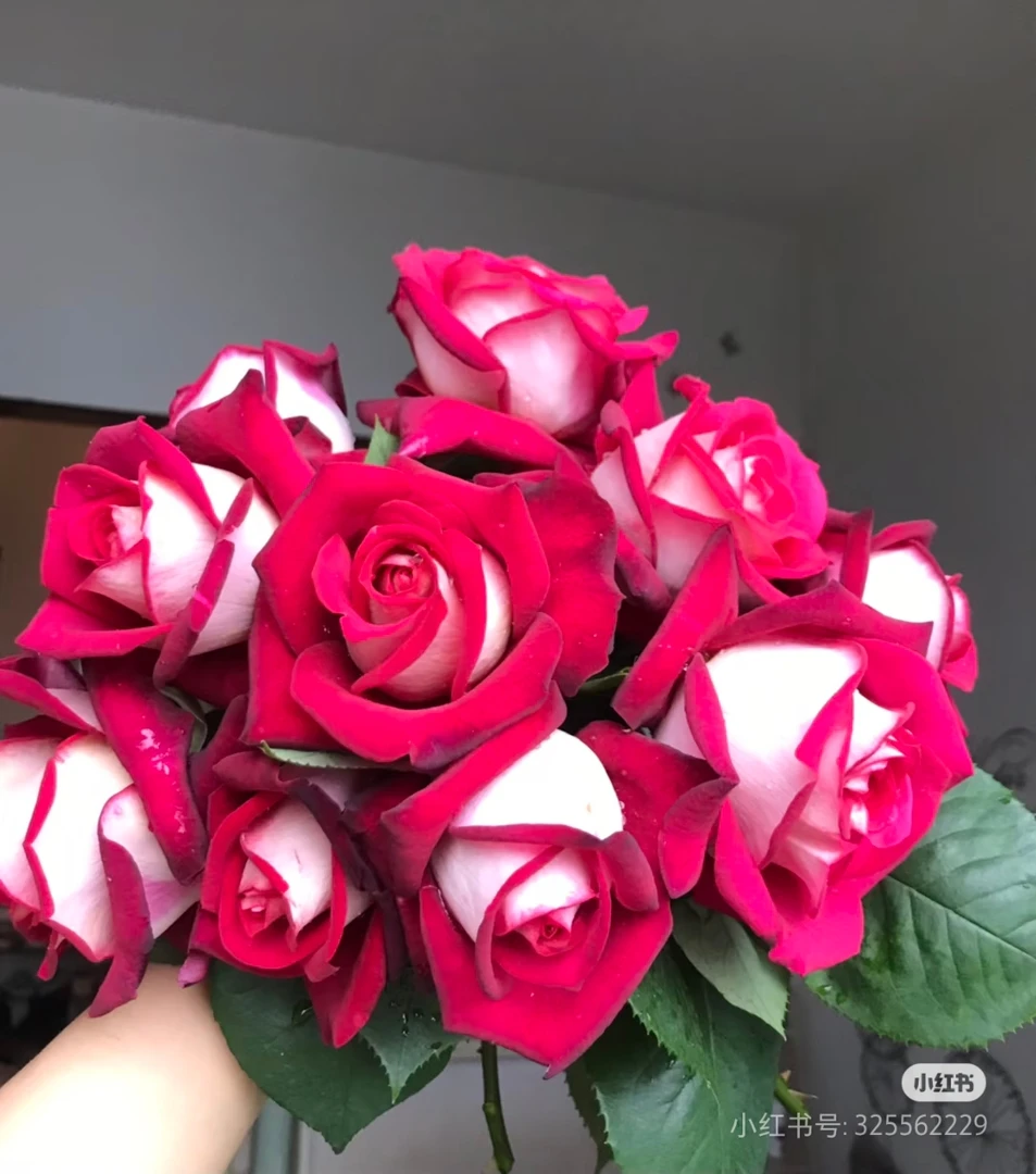 （莫妮卡贝鲁奇棒棒糖）盆栽浓香大花树桩树状月季花庭院地栽四季开