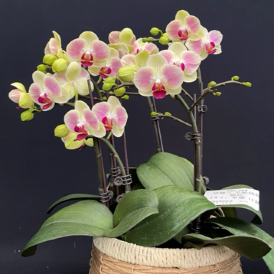 【中轮浅绿腮红】2.8寸单梗中式禅意蝴蝶兰丝绒质感室内绿植盆栽