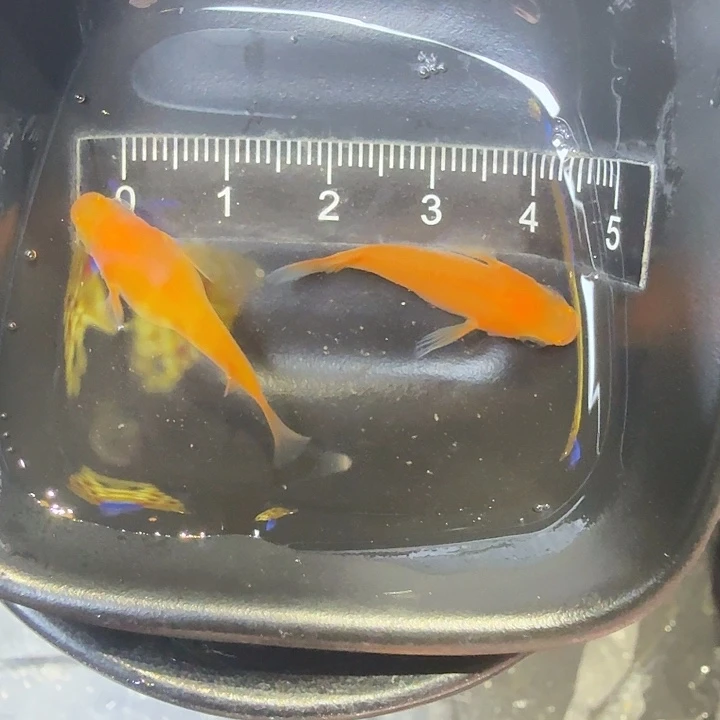 青鳉鱼68号拍品红球球