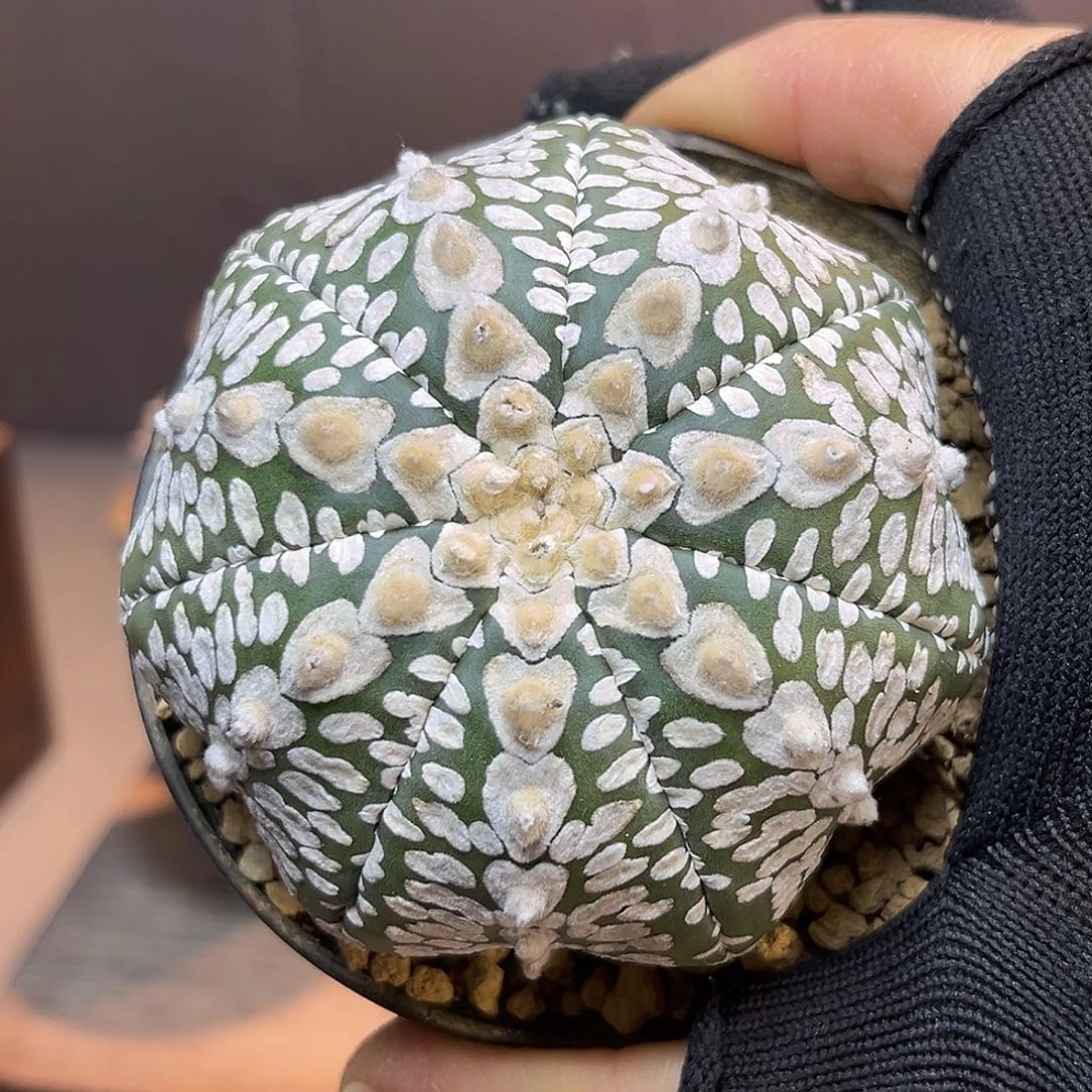 479Zzzzzzzzzxxxxzzzzz