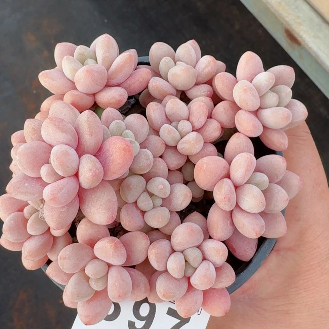 鱼子酱         精品多肉