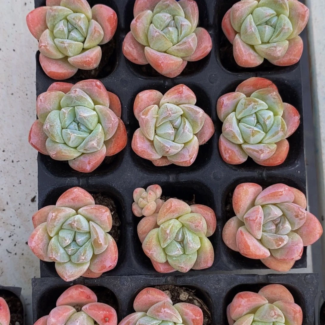 129-精品奶油凝脂冰玉单头老桩九个