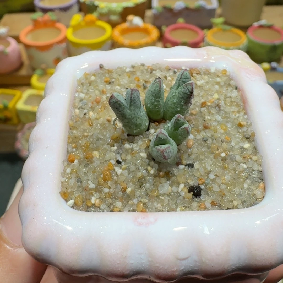 蘑菇1012猪蹄多肉植物